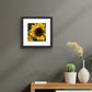 Sunflower - Fine Art Print