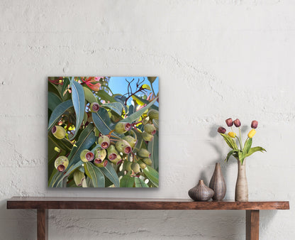 Gumnuts - Premium Canvas Prints