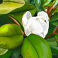 Teddy Bear Magnolia - Premium Canvas Prints