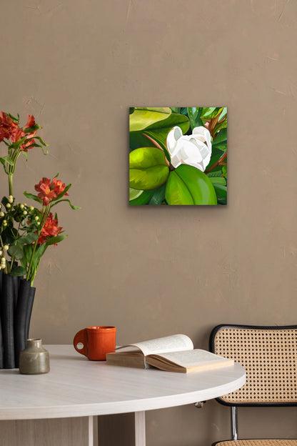 Teddy Bear Magnolia - Premium Canvas Prints